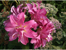 ����� ���� �����