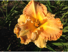 �������� ���������