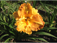 �������� ���������