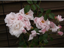 ��� ����