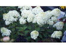 ������ �����