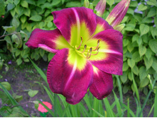 ��� �������