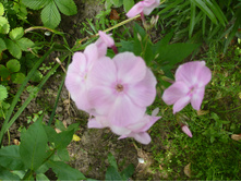 ����������� 095.jpg