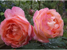 ���� ���� ���������