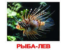 �������� �������� “��������� ����” �������: 0348 - 159 ���.