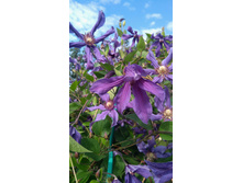 IMG 20170818 085214.jpg