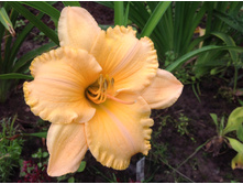 ������� �������