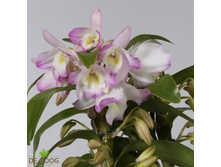 Dendrobium nobile Star Class Sea Mary