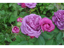 ����� ����