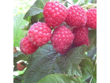 ������ �������, 120���..jpg