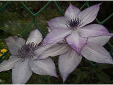 �������� ������