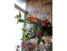 �������� �������