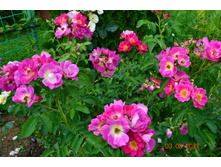 Weg der Sinne ��� ������� � ������ ���� ��� � ������.