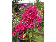 ������ ��������