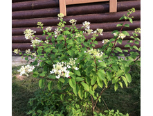 ��� � ����� ���� 2017����. ������� ��� � ��ϣ� ���������� :( , ���� �� 20.08.17