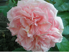 ���� Chipenndeil.JPG