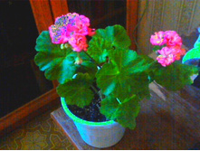 ���������� Odenjio Sofy Arden