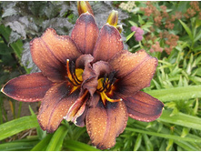 ������� �����