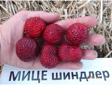 ��������� ���� �������, 50���.jpg