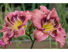 ��� ������.JPG