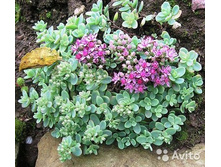 ������ ������ 70 ���.jpg