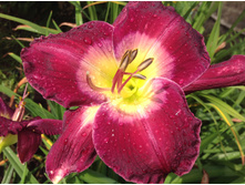 �������� Dale Hensley