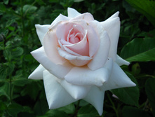 IMG 5393.JPG