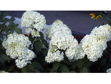 ������ �����