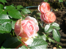 ���� Chipenndeil.JPG