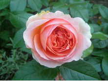 ���� Chipenndeil.JPG