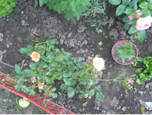 ���� Jazz.JPG