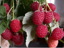 ������ ������, 120���..jpg