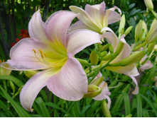 ��� �������