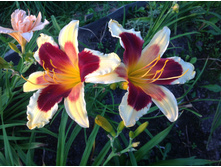 ������� ������ ����