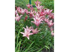 ����� ��������� �������� 100 ���.