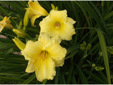 ��� �������