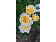 P 20160629 202814.jpg