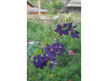 �������� ���������