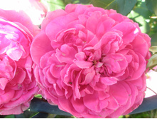 ������� �� �������?.JPG