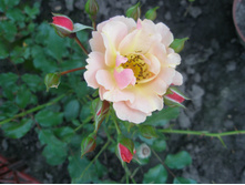 ���� Jazz.JPG