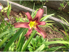 �������� ���� ��������