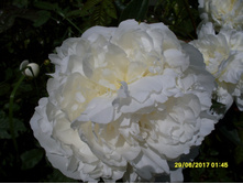 SDC11650.JPG