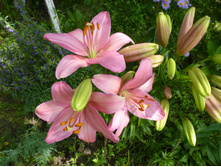 ����������� 079.jpg