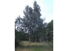 DSCF3990.JPG