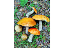 IMG 20170708 154551 HDR.jpg