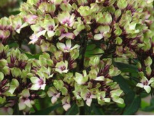 ������ ���� *