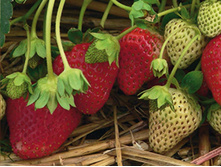 ��������� ���� ���, 50���..jpg