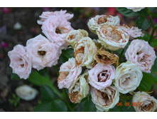 ���� ����