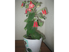 ������� Erianta.JPG