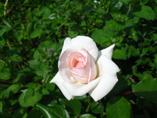 IMG 5375.JPG